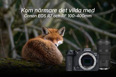 En räv har kurat ihop sig och kikar upp på betraktaren kom närmare med Canon EOS R7 och 100-400mm.  