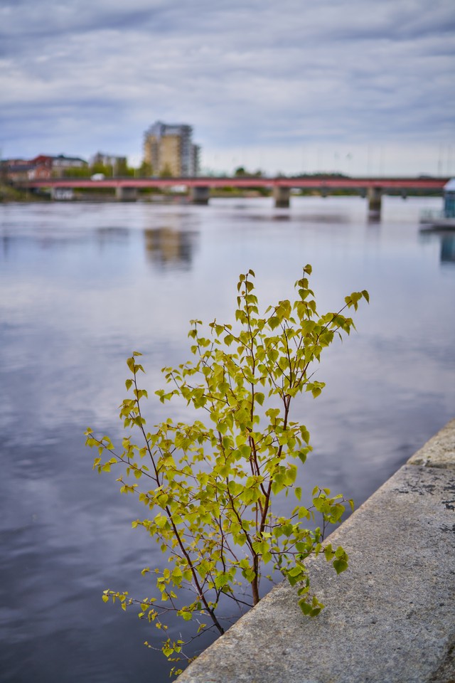Samyang 35mm 1.8 P_17w.jpg