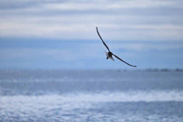 Nikon Z5 II_20w.jpg