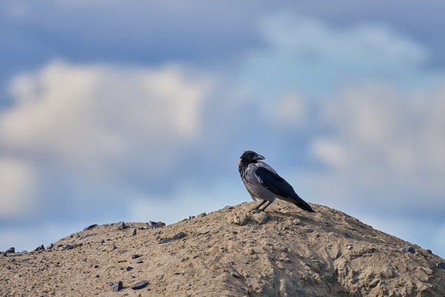 Sony FE 100-400mm f4.5_42w.jpg