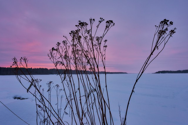 Sigma 15mm f1.4 DC_17w.jpg