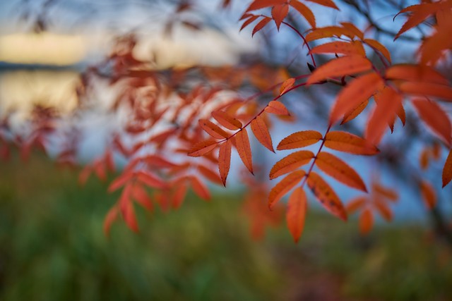 Sigma 35mm f1.2 II_25w.jpg