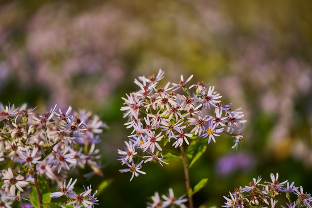Samyang 60-180mm f2.8_5w.jpg