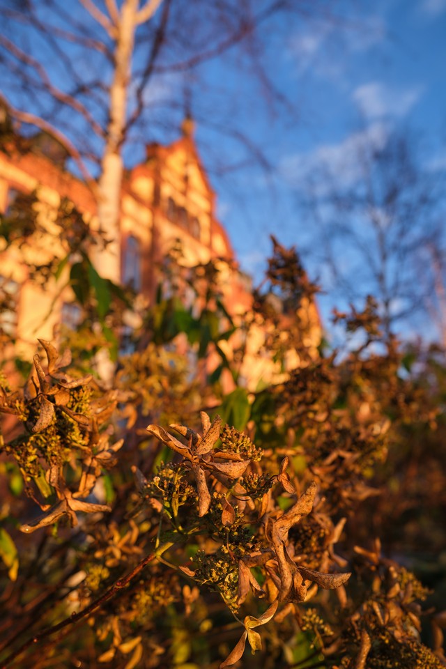 Fujifilm X-T30 III_20w.jpg