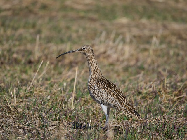 OM System 100-400mm_7w.jpg