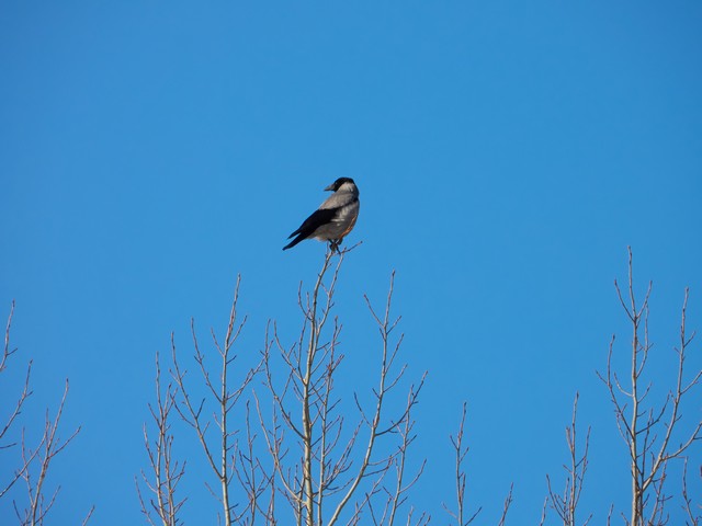 Nikon P1100_38w.jpg