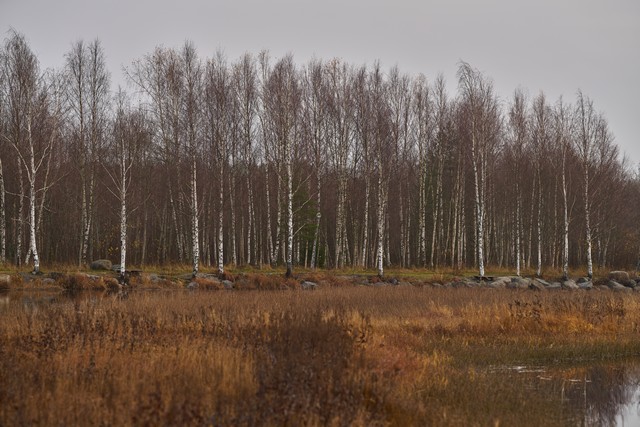 Sigma 135mm f1.4_27w.jpg