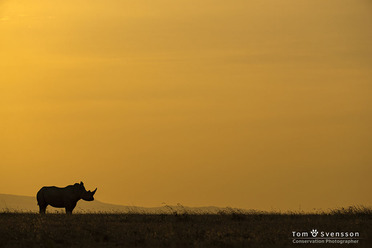 ZoomSistaMinutenWildKenya_blogg4.jpg