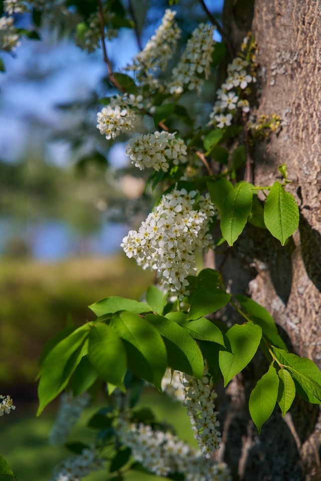 Sigma 24-70mm f2.8 II_16w.jpg