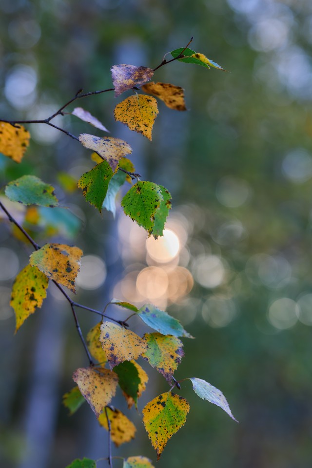 Canon RF 85mm f1.4 VCM_27w.jpg