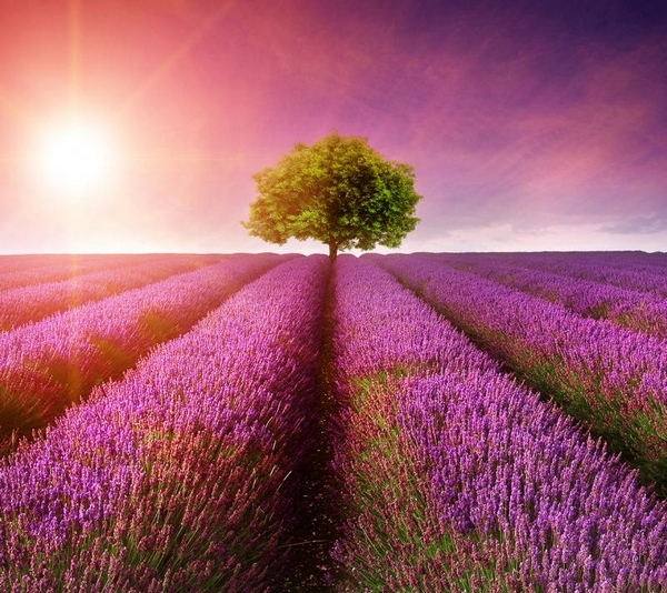 lavender-farm.jpg