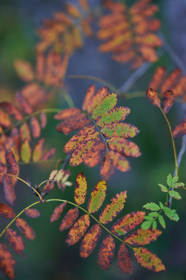 Sigma 85mm f1.2_41w.jpg