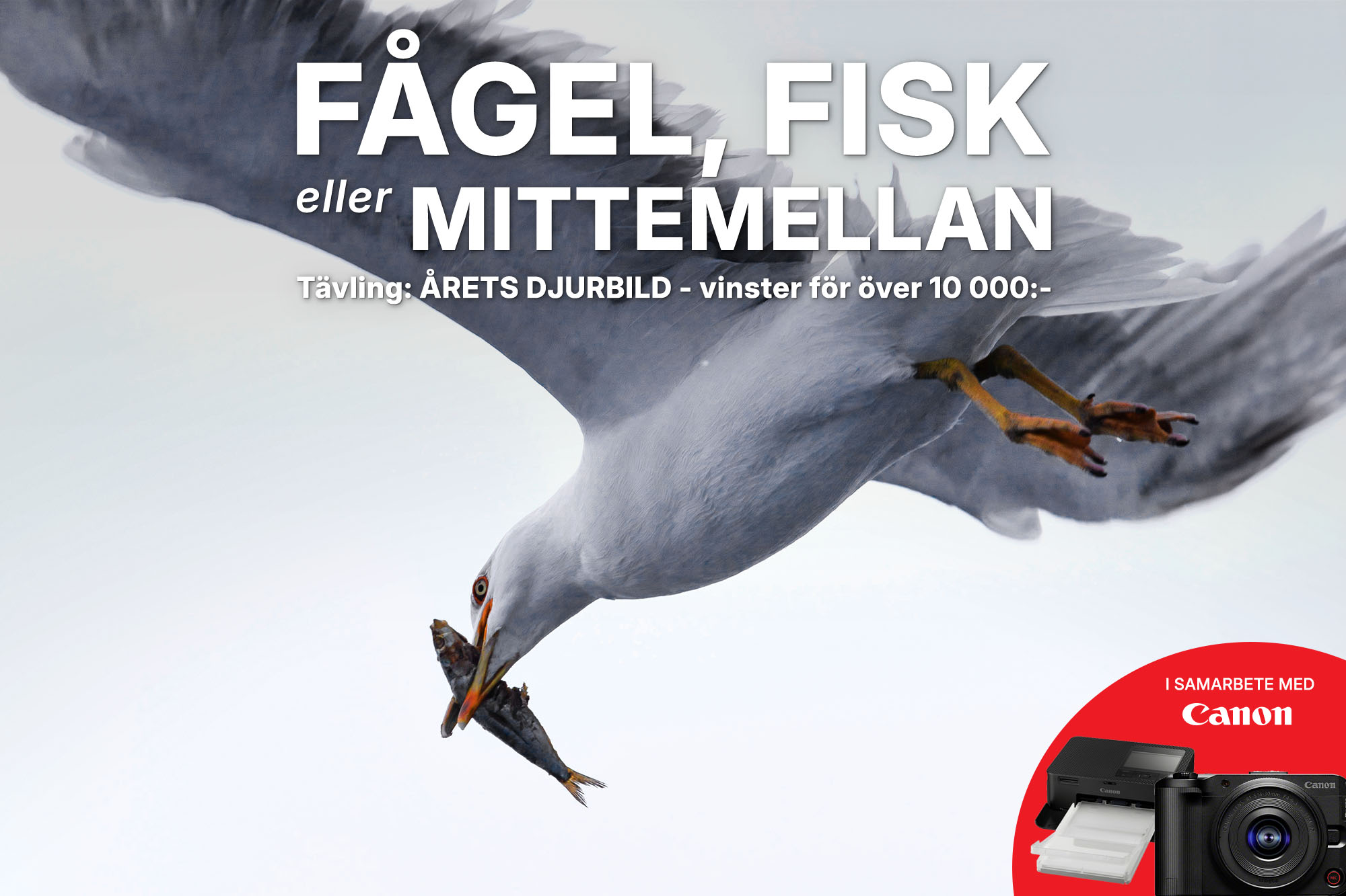 viltochtamt_fågelfiskmittemellan.jpg