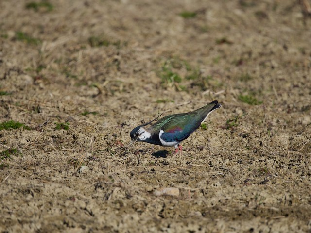 OM System 100-400mm_13w.jpg