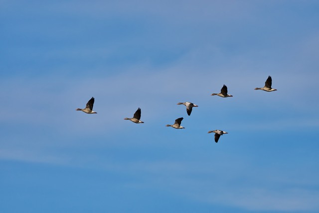 Sigma 300-600mm f4_16w.jpg