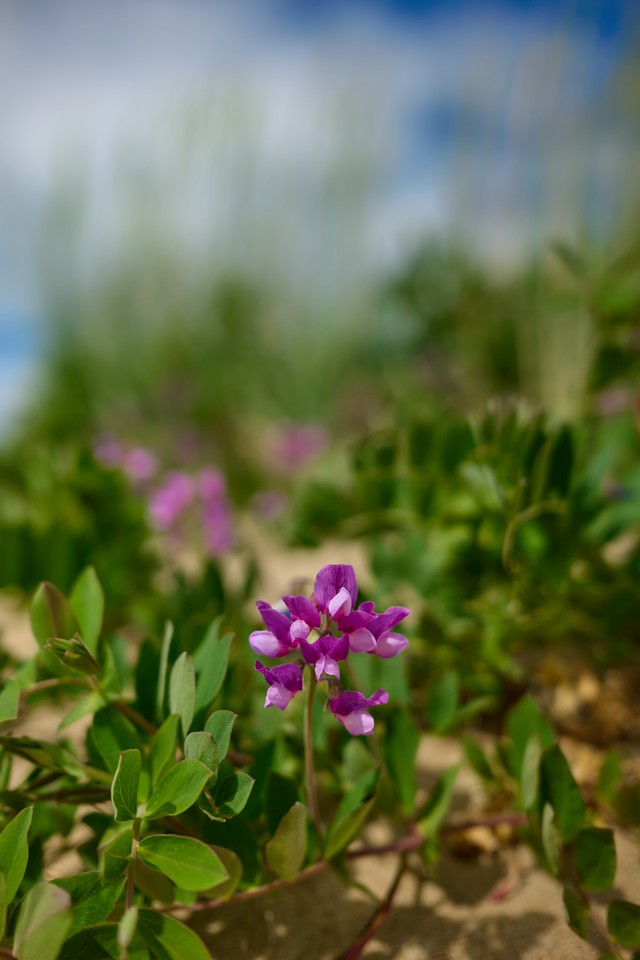 Panasonic S 40mm f2_8w.jpg