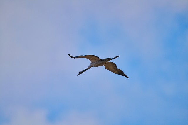 Sigma 300-600mm f4_11w.jpg