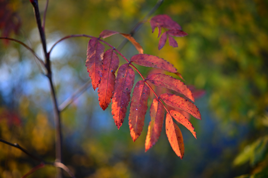 DSC_0294w.jpg