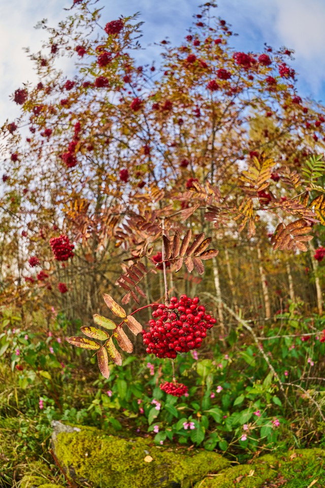 Sony FE 8-14mm f3.5 fisheye_29w.jpg