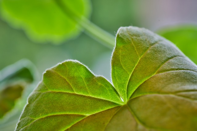 Sony 100mm f2.8 Macro_13w.jpg