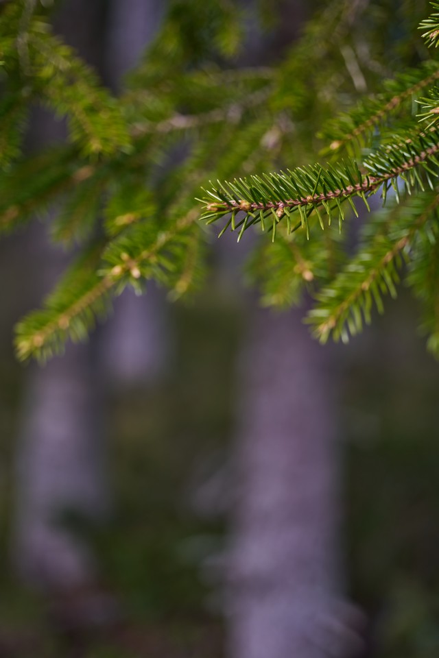 Laowa 58mm Macro 2x_10w.jpg