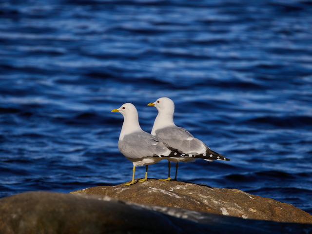 OM System 100-400mm_9w.jpg