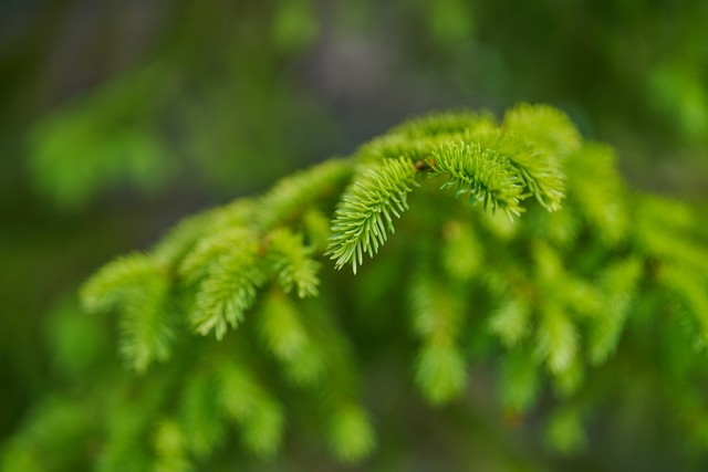 Viltrox 55mm f1.8 EVO_17w.jpg
