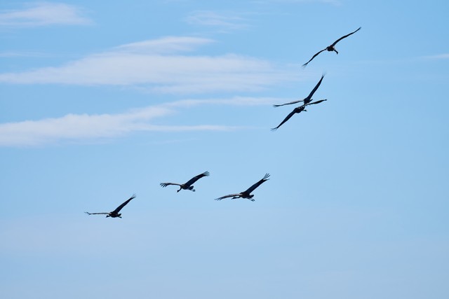 Sony FE 100-400 f5.6_f8 OSS_8w.jpg