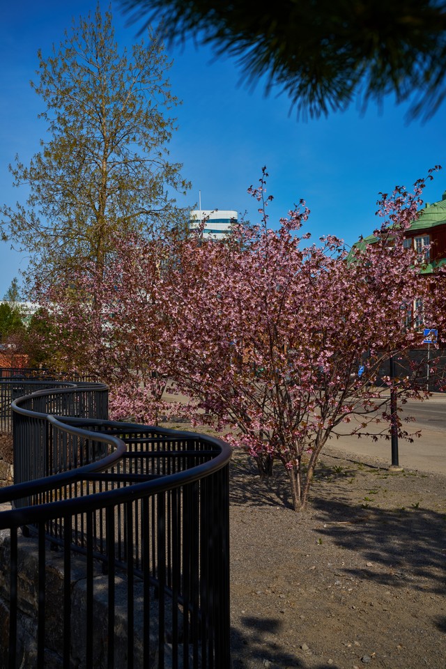 Sigma 50mm f1.2_12w.jpg