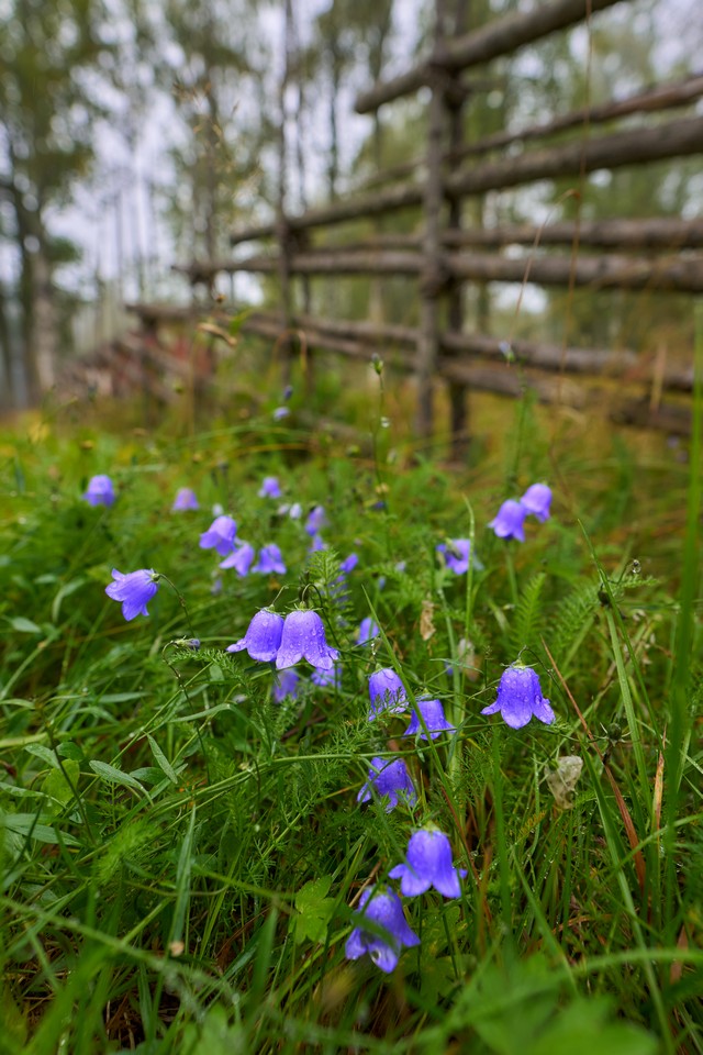 Sigma 12mm f1.4_18w.jpg