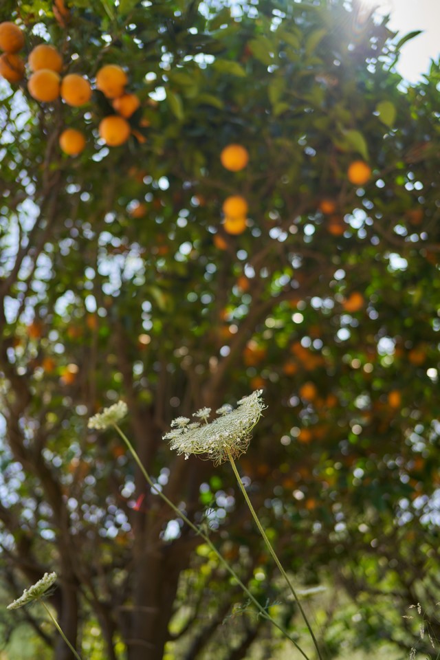 Voigtländer 28mm f1.5_7w.jpg