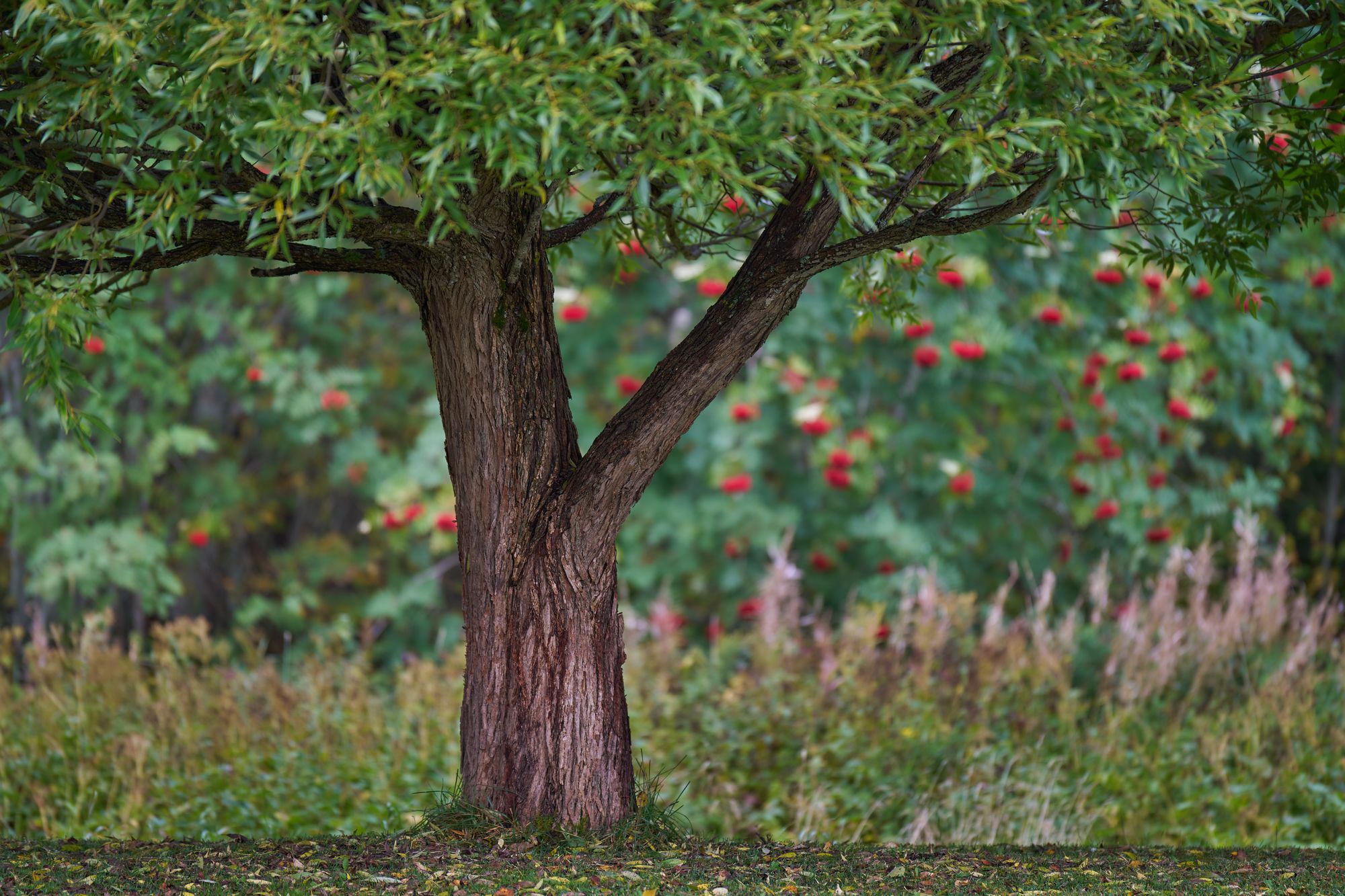 Samyang 60-180mm f2.8_blogg1.jpg