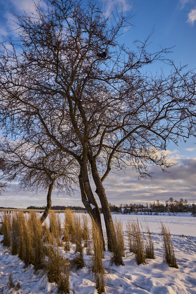 Sigma 15mm f1.4 DC_9w.jpg