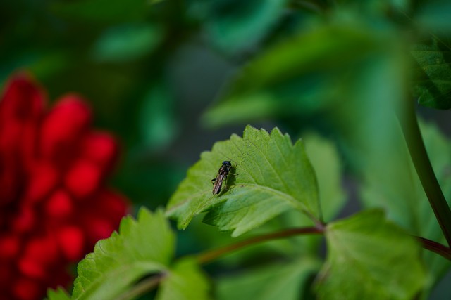Nikon Z 70-180mm_6w.jpg