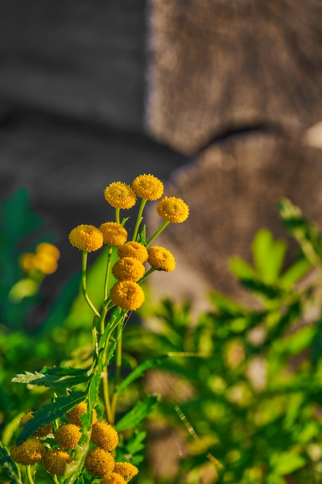 Sigma 20-200mm DG C_2w.jpg