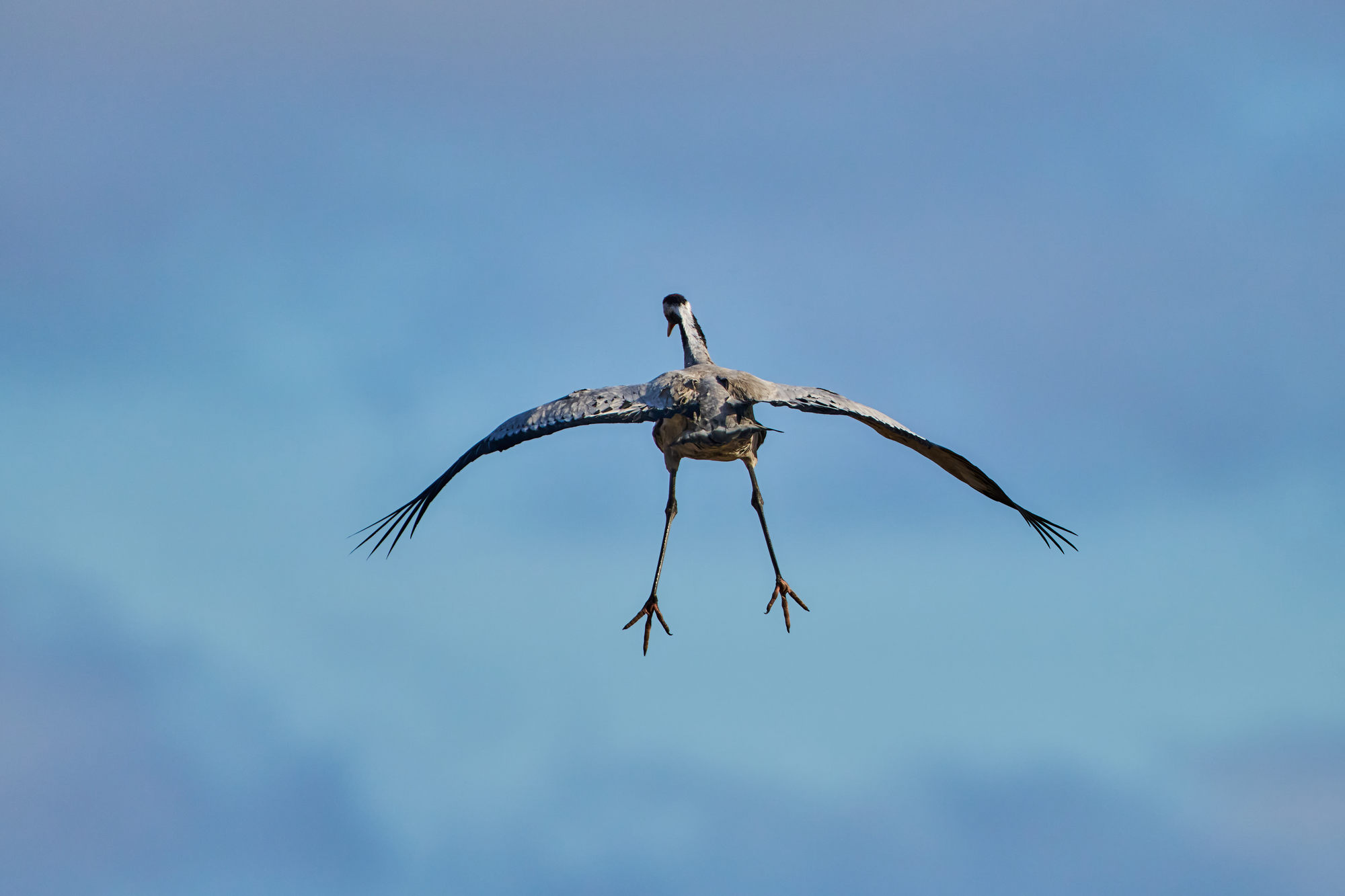 Sigma 300-600mm f4_blogg1.jpg