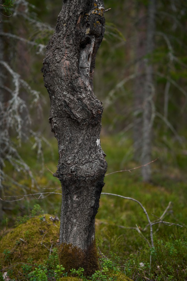 Samyang 85mm f1.8 P_16w.jpg