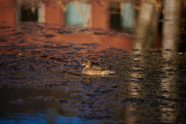 Nikon 120-300 f2,8_18w.jpg
