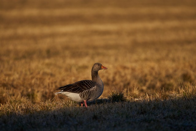 Sigma 300-600mm f4_1w.jpg