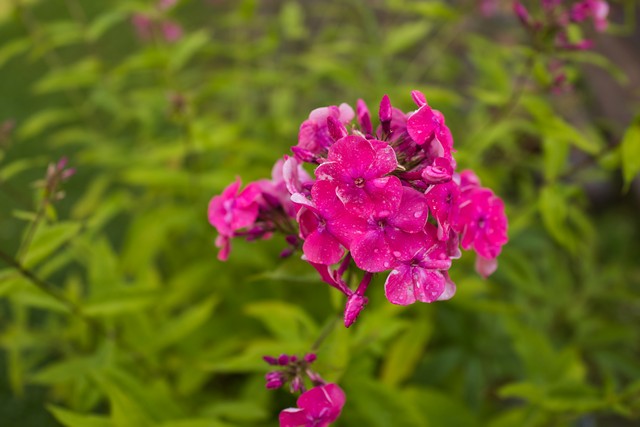 Sony RX1R III_9w.jpg