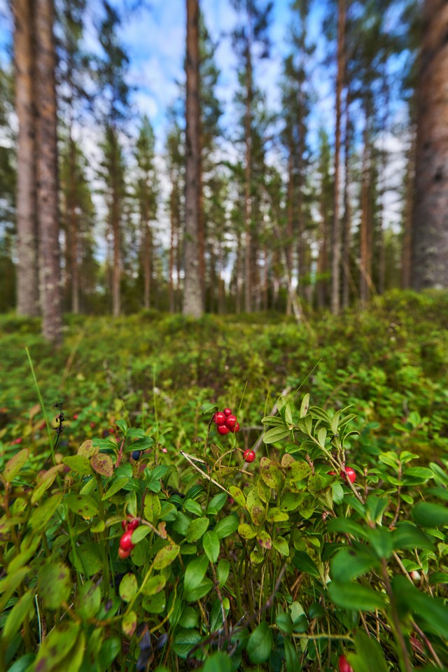Tamron 12-20mm f2.8_26w.jpg