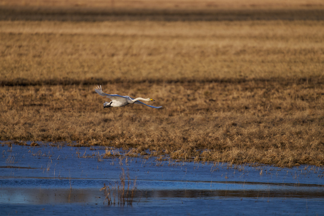 Sigma 300-600mm f4_21w.jpg
