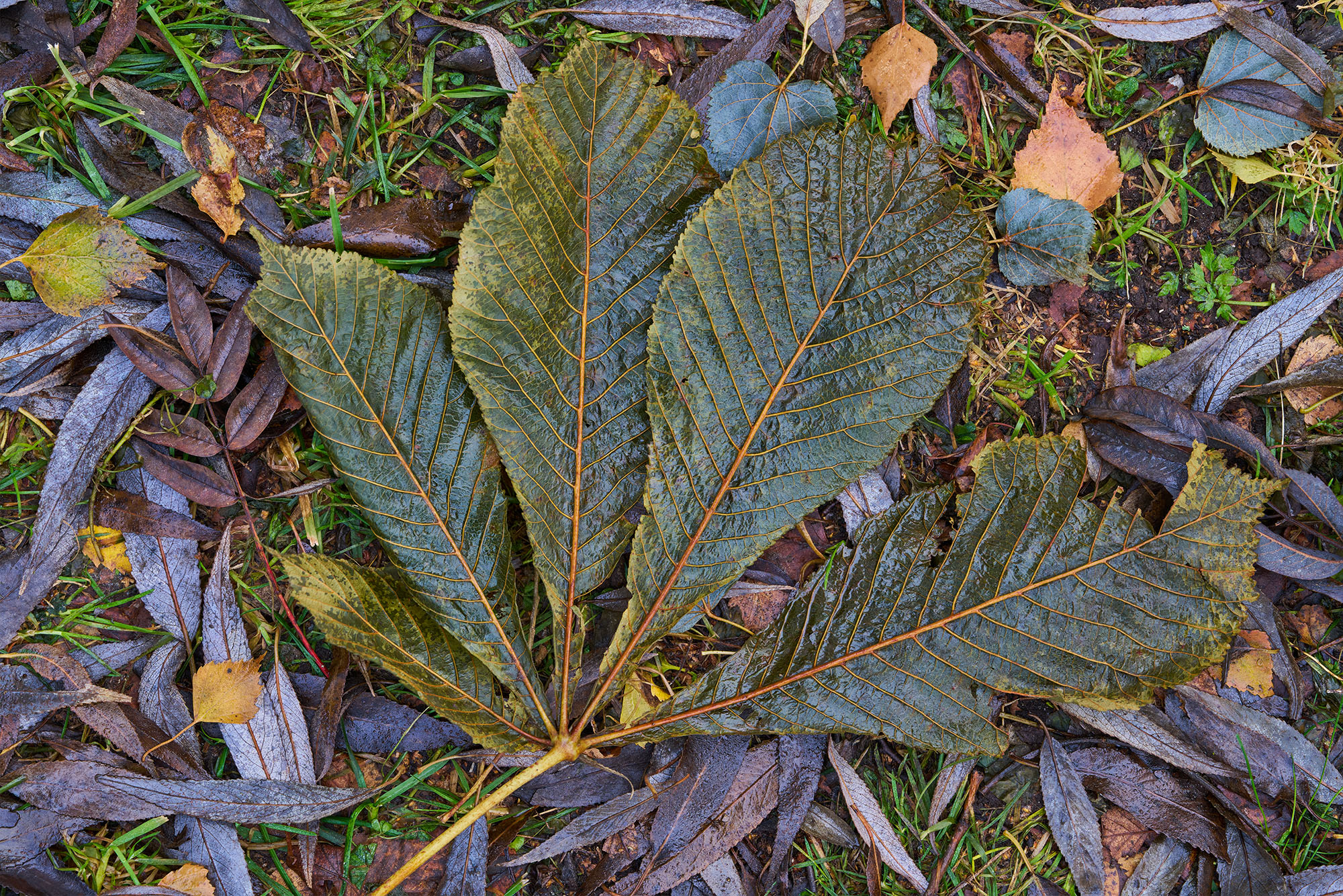 Sigma70-200f2.8SonyTest_2.jpg