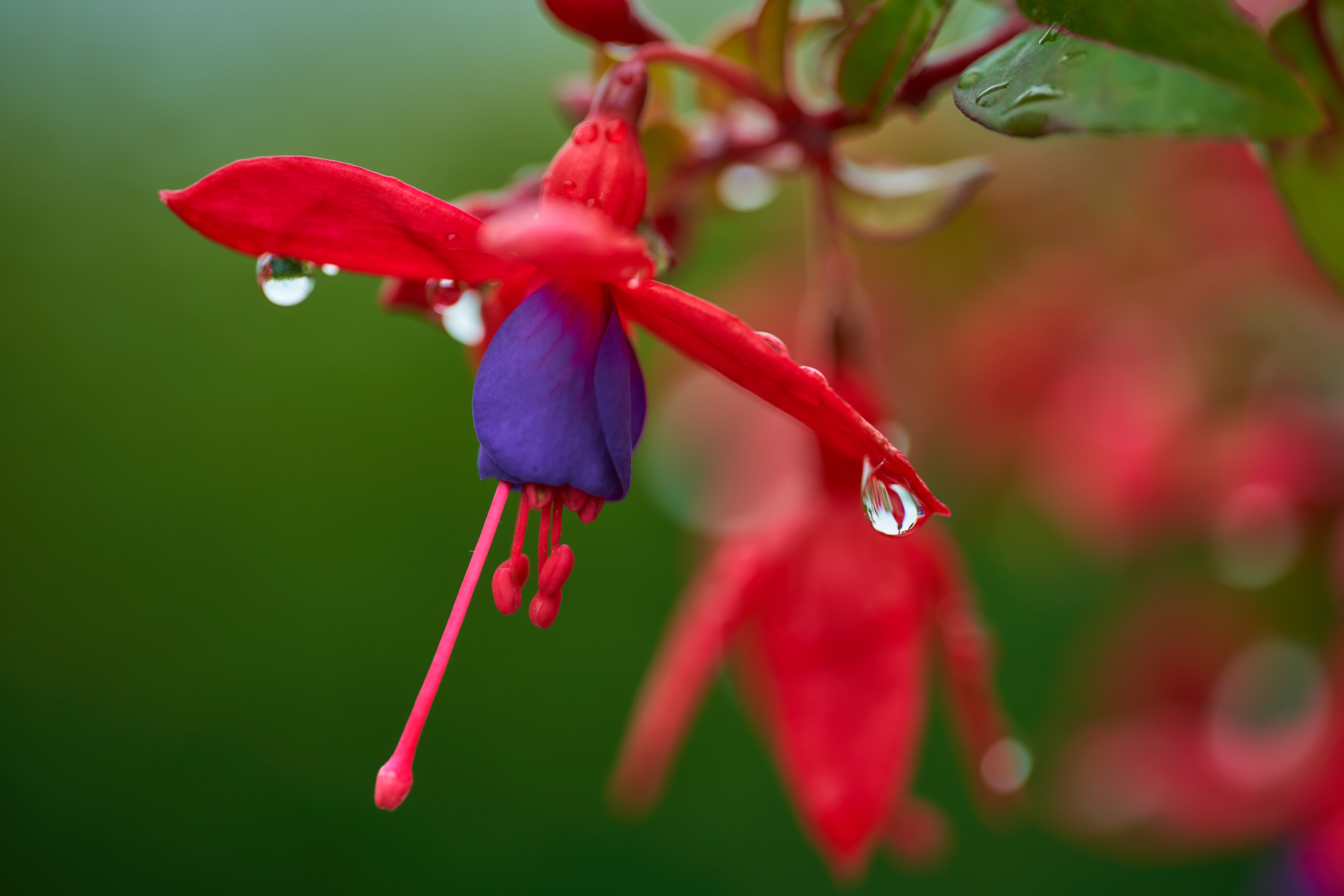 Laowa 100mm macro_4.webp