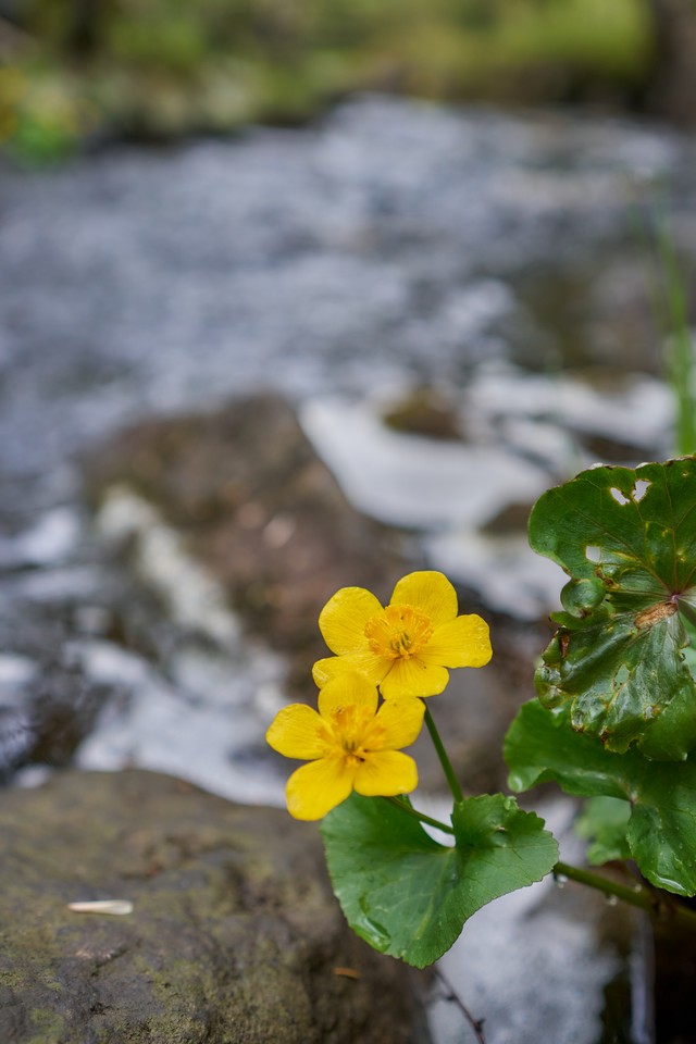 Samyang 35mm 1.8 P_29w.jpg
