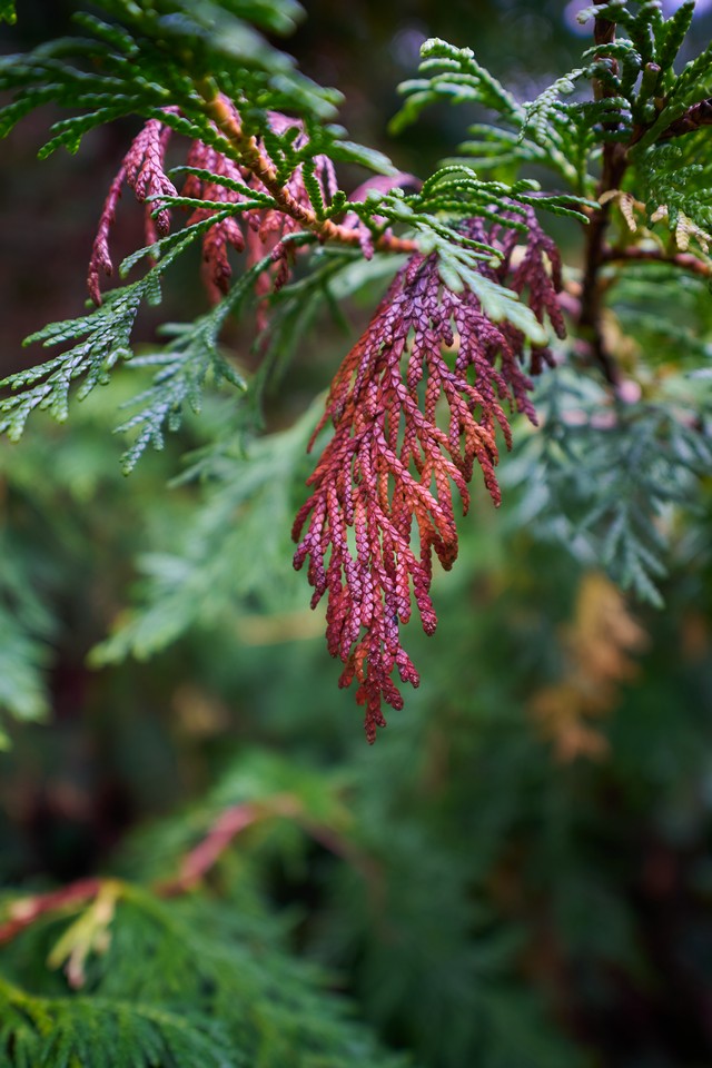 Viltrox 15mm f1.7_30w.jpg