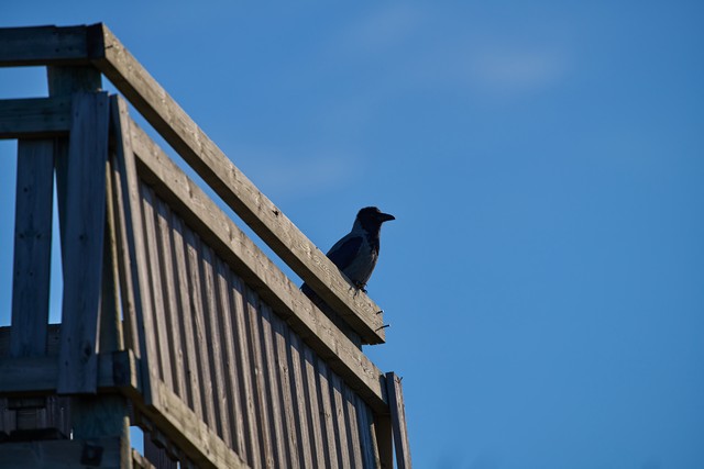 Sigma 300-600mm f4_37w.jpg