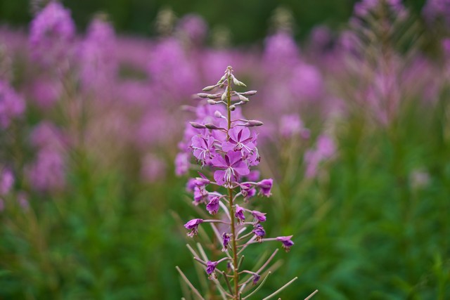 Sigma 17-40mm f1.8_9w.jpg