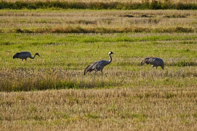 Sony FE 100-400 f5.6_f8 OSS_18w.jpg