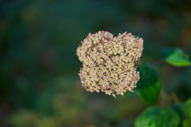 Sigma 85mm f1.2_34w.jpg